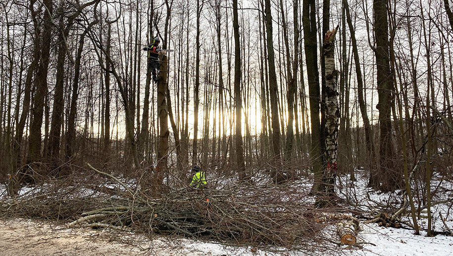 Trädfällning vid Råstasjön, visar två personer på håll som arbetar med att fälla träd.